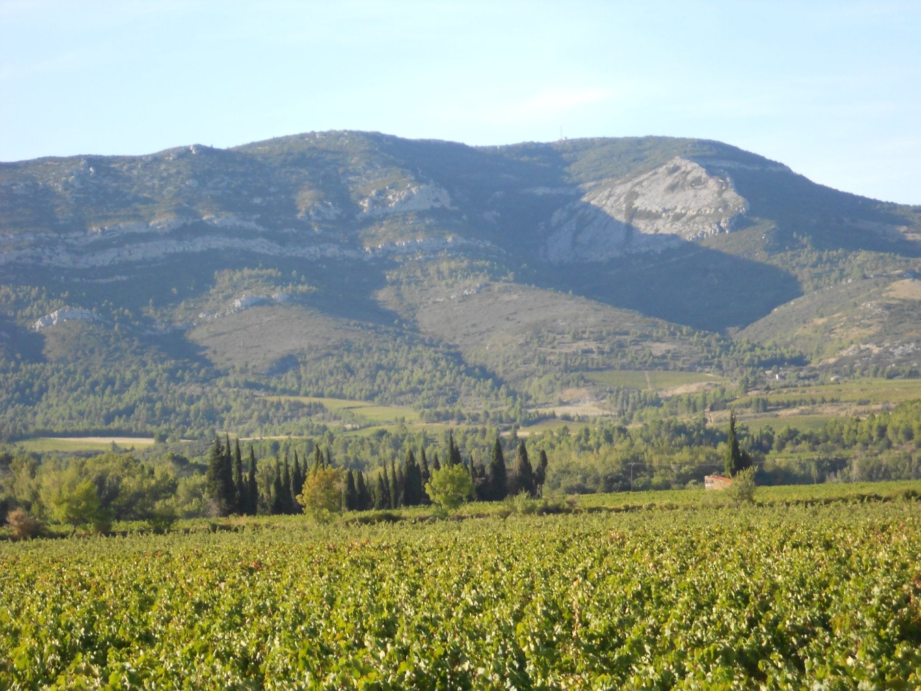 Languedoc Blanc bio