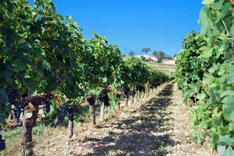 Saint Emilion Grand Cru bio