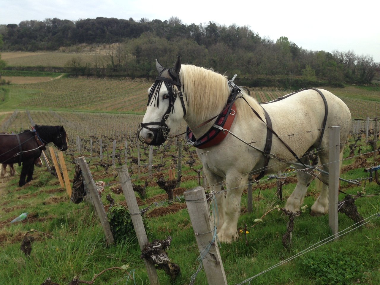 Saint Emilion Grand Cru bio