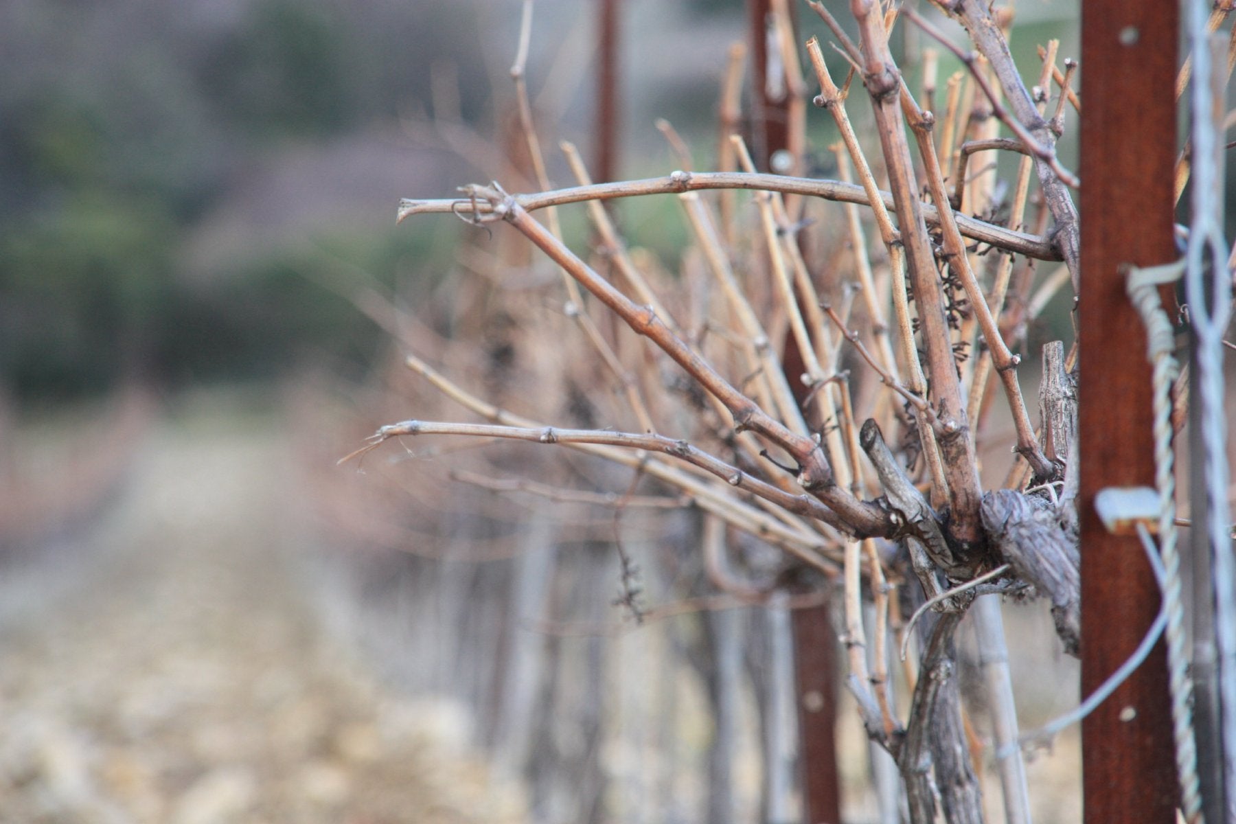 Côtes-du-Rhône bio