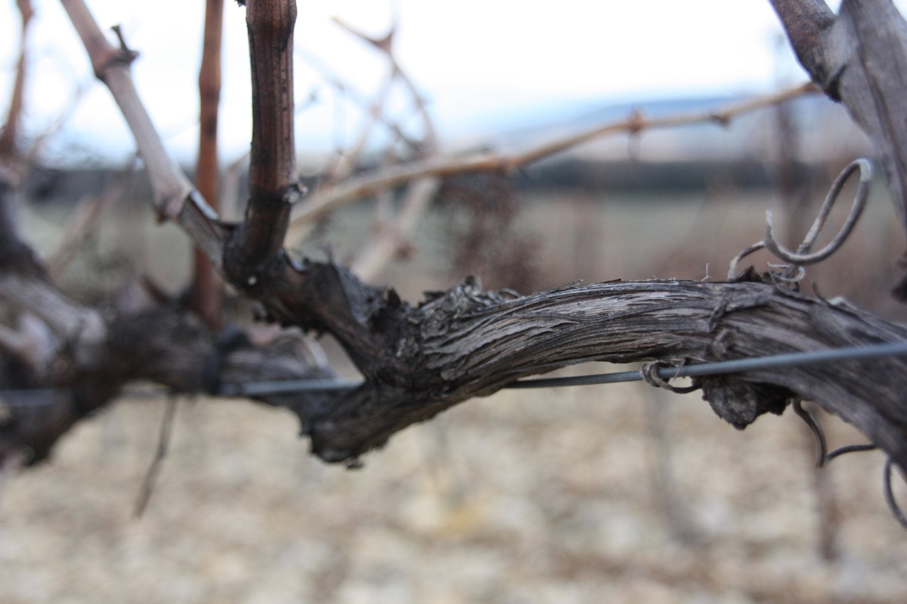Côtes-du-Rhône bio