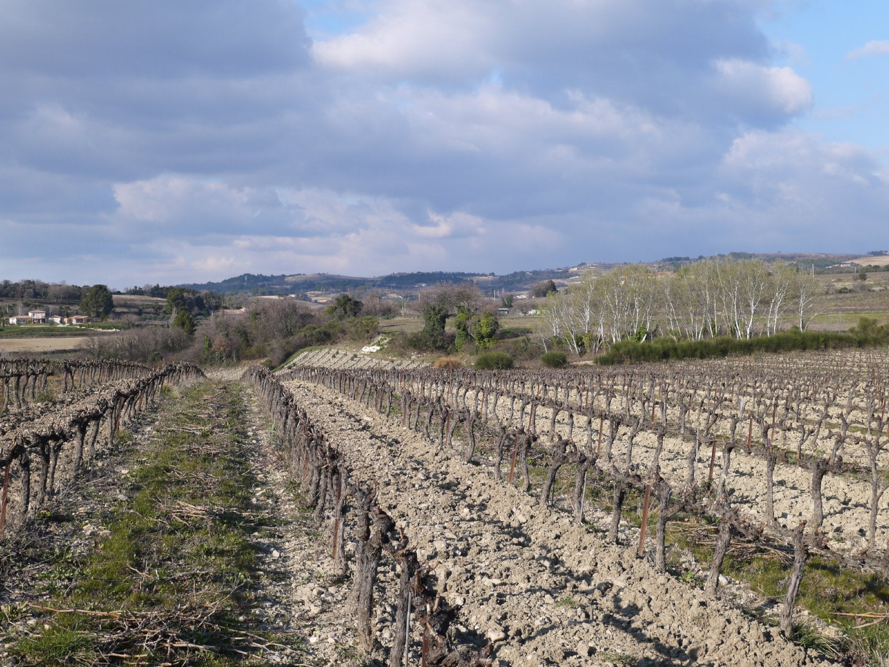Côtes-du-Rhône bio