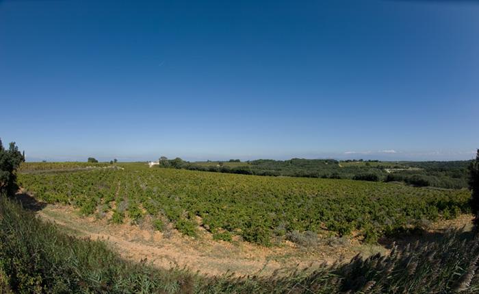 Ventoux Terra Vitis