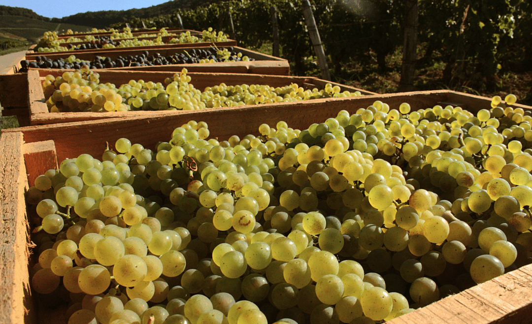 vin jaune terra vitis