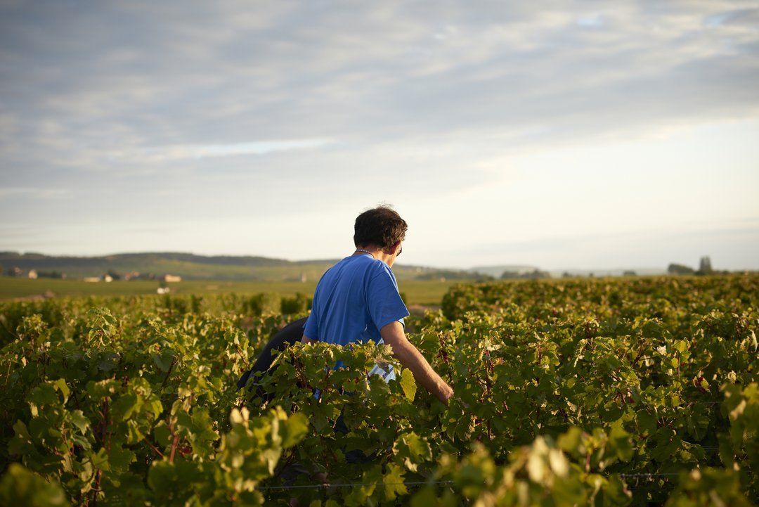 Volnay Rossignol-Fevrier bio biodynamie