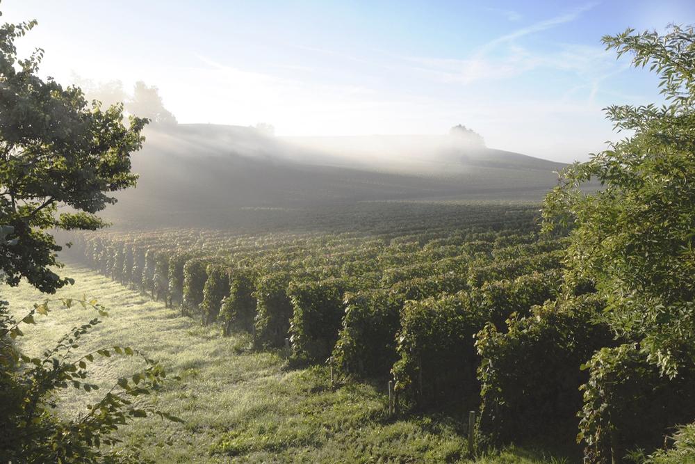 Saint Emilion Grand Cru bio